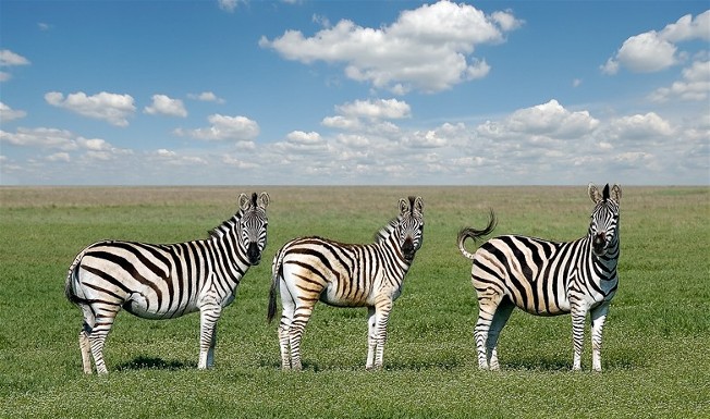 Image - Zebras in the Askaniia-Nova Biosphere Reserve zoo.