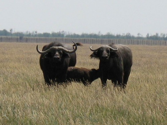 Image - Water buffalo in the Askaniia-Nova Biosphere Reserve zoo.
