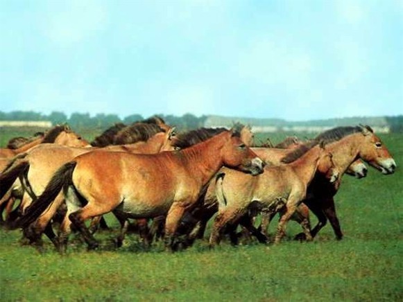 Image -- Wild horses in the Askaniia-Nova Biosphere Reserve zoo.