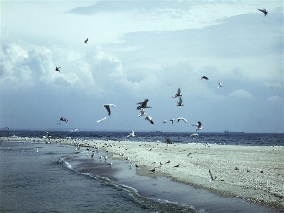 Image -- The sea shore at the Azov-Syvash Game Preserve, an important location for migrating sea birds.
