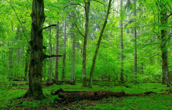 Image - The Bilovezha Forest.