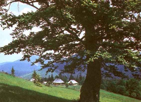Image - A farmstead in th Carpathian Mountains (Transcarpathia oblast).
