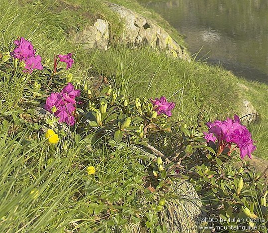 Image - Carpathian rhododendron