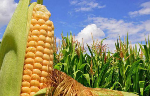 Image -- A corn field
