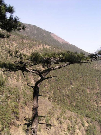 Image -- A crooked pine in the Crimean Mountains.