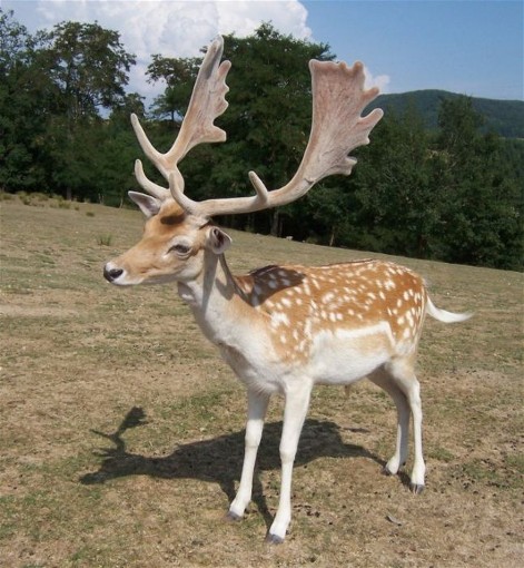 Image -- Fallow deer