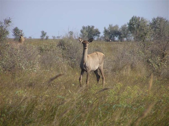 Image - Deer on the Byriuchyi Island, a part of the Azov-Syvash Game Reserve.
