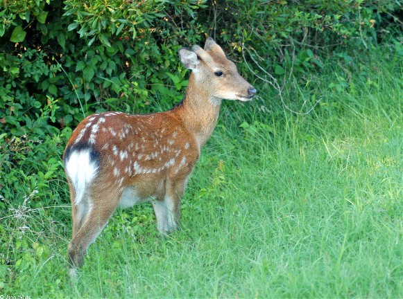 Image -- Sika deer