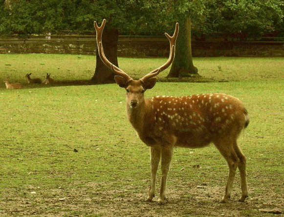 Image - Sika deer