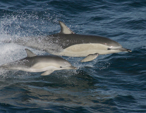 Image - Short-beaked common dolphin in the Black Sea