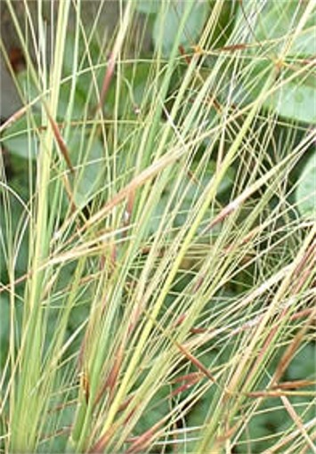 Image - Feather grass