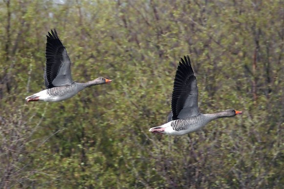 Image -- Greylag geese in flight