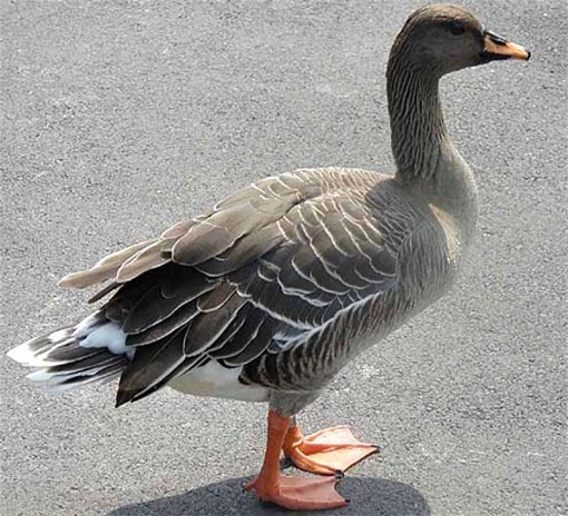 Image - Bean goose