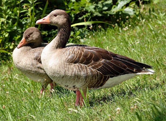 Image - Greylag geese