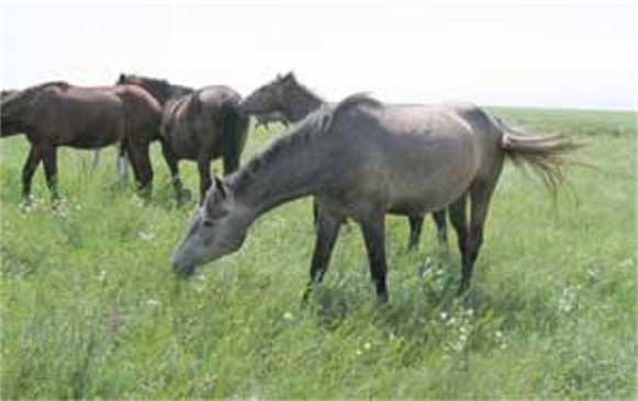 Image - Horses at Mykhailivka Virgin Soil Reserve.