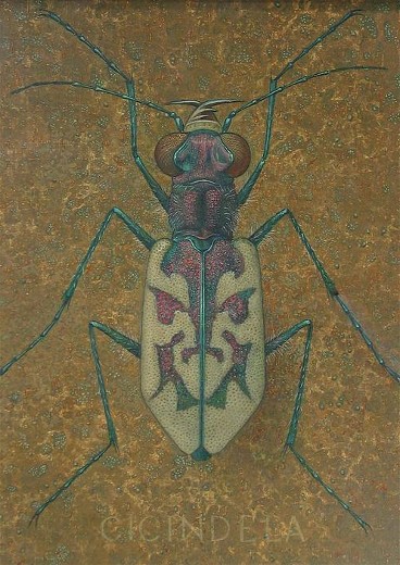Image -- Petro P. Kholodny: Beetle.