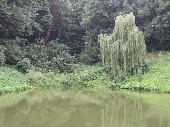 Image - The Haidamaka Pond in the vicinity of Kholodnyi Yar, near Chyhyryn, Cherkasy oblast.