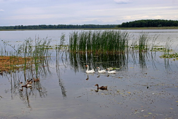 Image -- Lake Polumetske in Shatsk National Park.