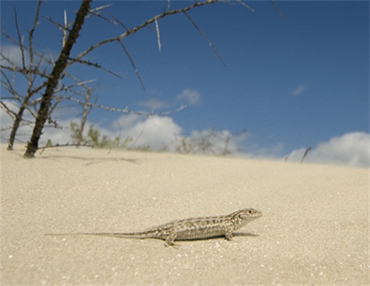 Image - Sand lizard