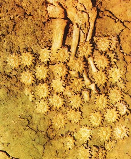 Image - Bronze adornments found in the Scythian Melitopol kurhan.