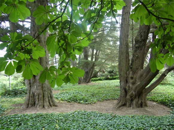Image -- The Nikita Botanical Garden near Yalta in the Crimea.
