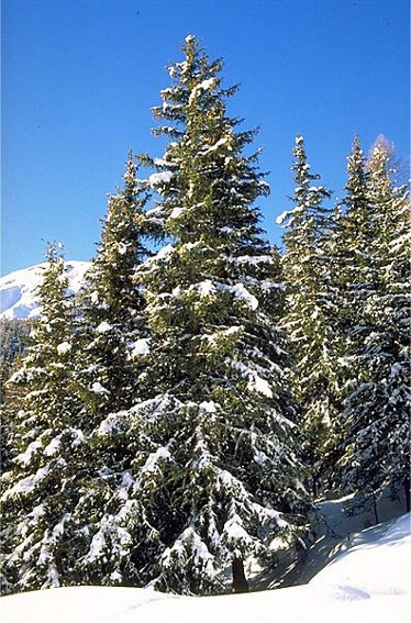 Image - Norway spruce