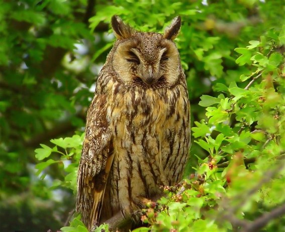 Image - Long-eared owl