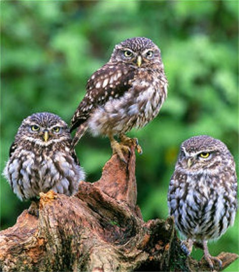 Image - Little owls