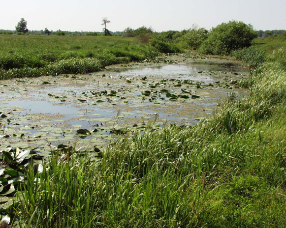 Image - Marshlands in the Prytysiansky Regional Landscape Park, Transcarpathia oblast.