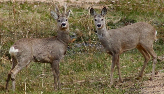 Image - Roe deer