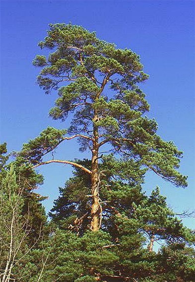 Image -- Scots pine