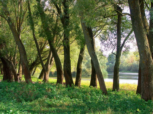 Image -- The Seim River near Krolevets.