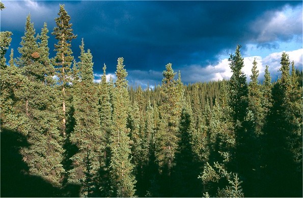 Image -- A spruce forest