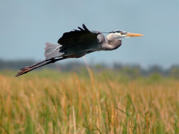 Image - Black stork (in Volhynia).