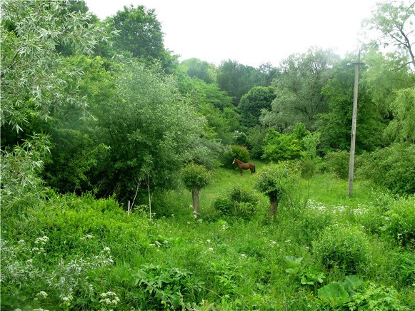 Image -- The Storozhynets dendrological park, Chernivtsi oblast.