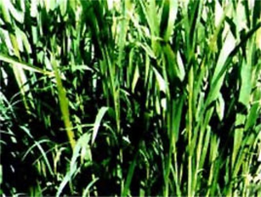 Image - Sudan grass