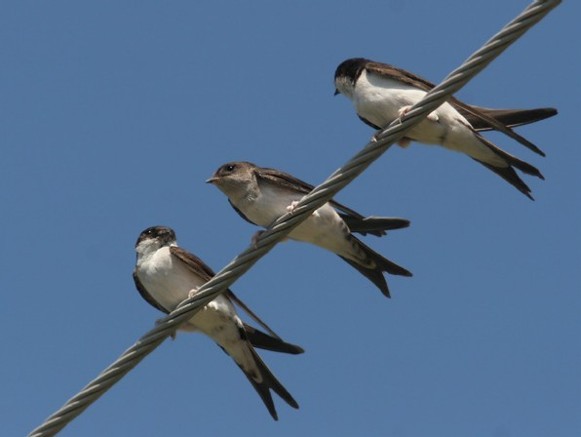 Image - Urban swallows