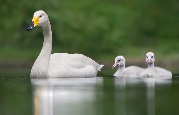 Image - Whooper swans
