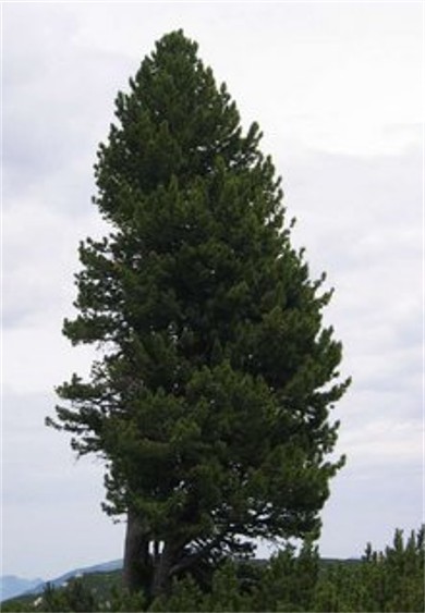 Image - Swiss stone pine