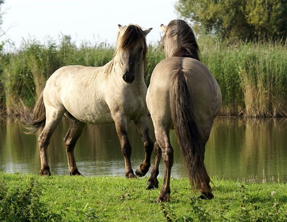 Image - Tarpan wild horses (rederived by selection).