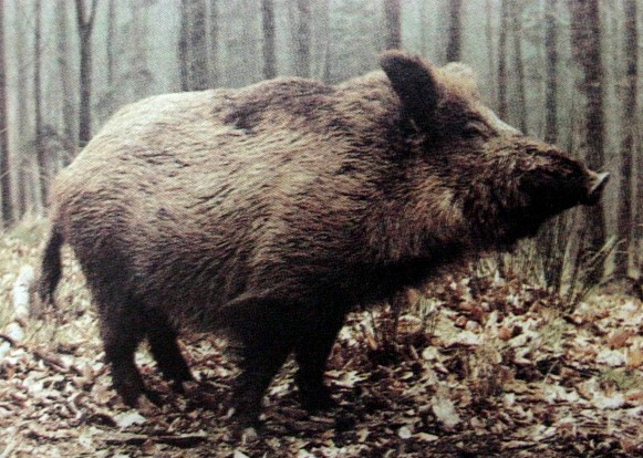 Image -- Wild boar