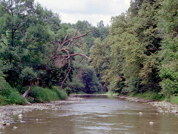 Image - The Wislok River (upper reaches).