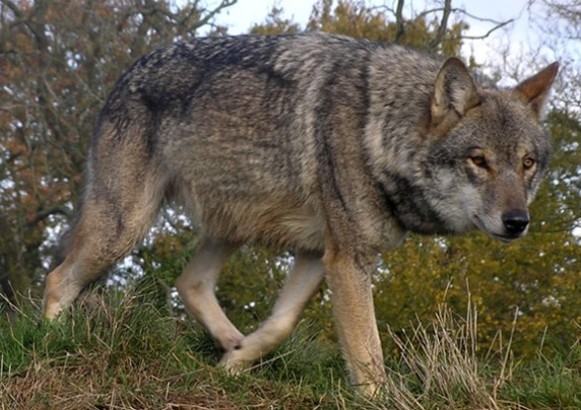 Image - Wolf