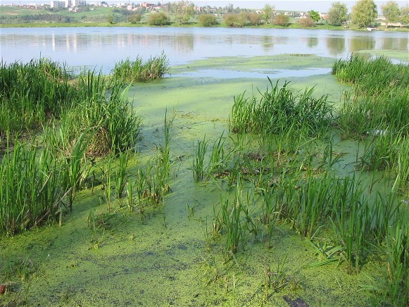 Image - A lake created by the Zolota Lypa River near Berezhany, Ternopil oblast.