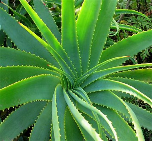 Image - Aloe Vera