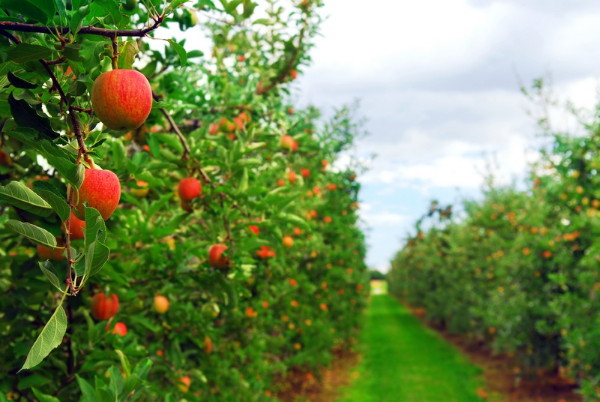 Image - An apple orchard in Kyiv oblast.