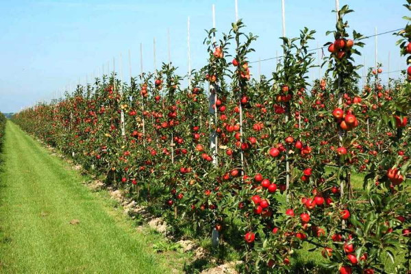 Image - An apple orchard in Vinnytsia oblast.