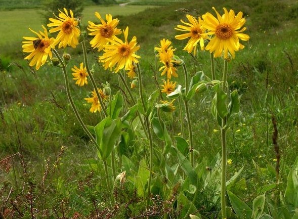 Image -- Arnica flowers