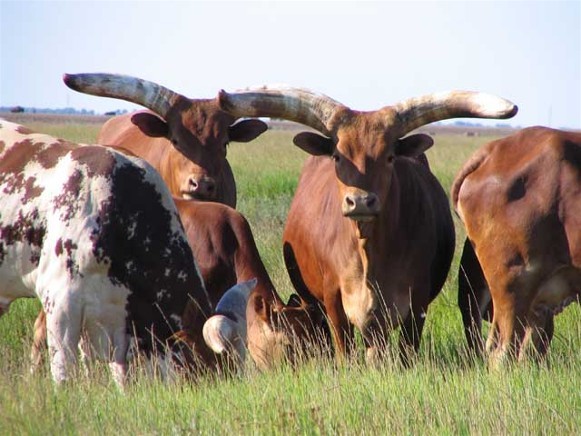 Image - Watusi cattle in the Askania-Nova Biosphere Reserve.