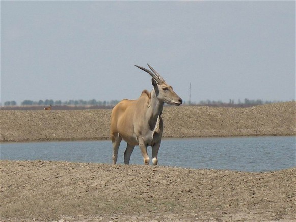 Image -- An antelope in the Askania-Nova Biosphere Reserve.